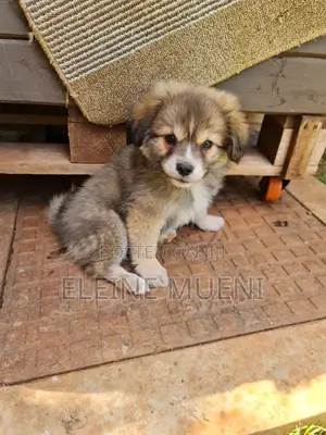 3-6 months Female Mixed Breed Havanese