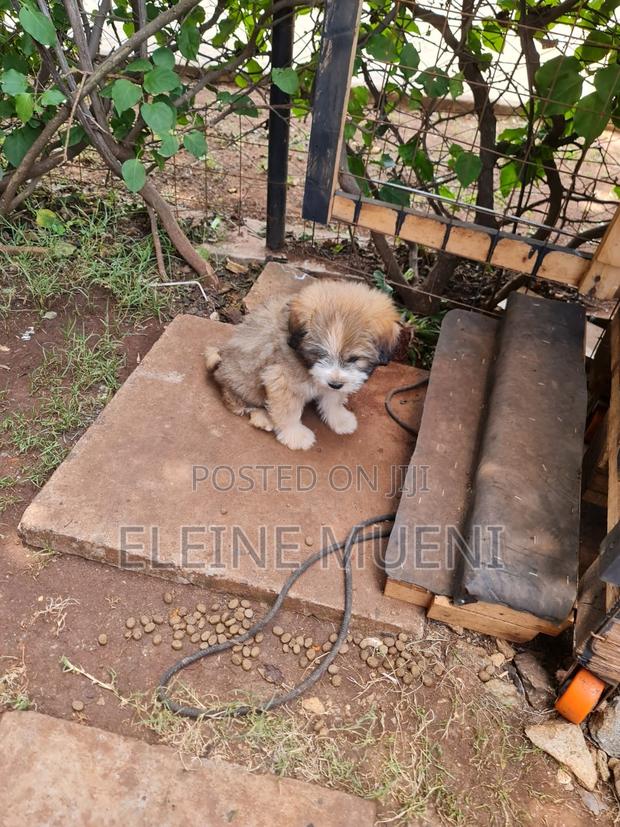 3-6 months Female Mixed Breed Havanese - thumbnail 2