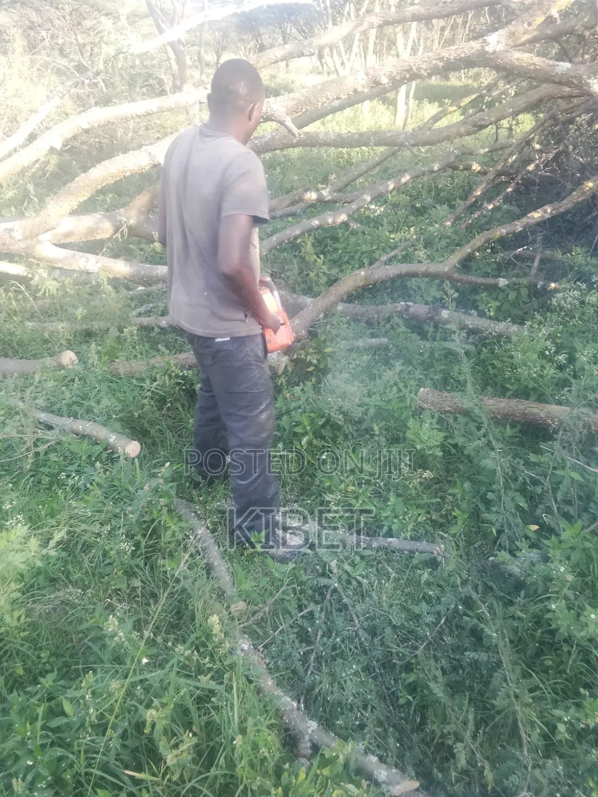 Tree Service