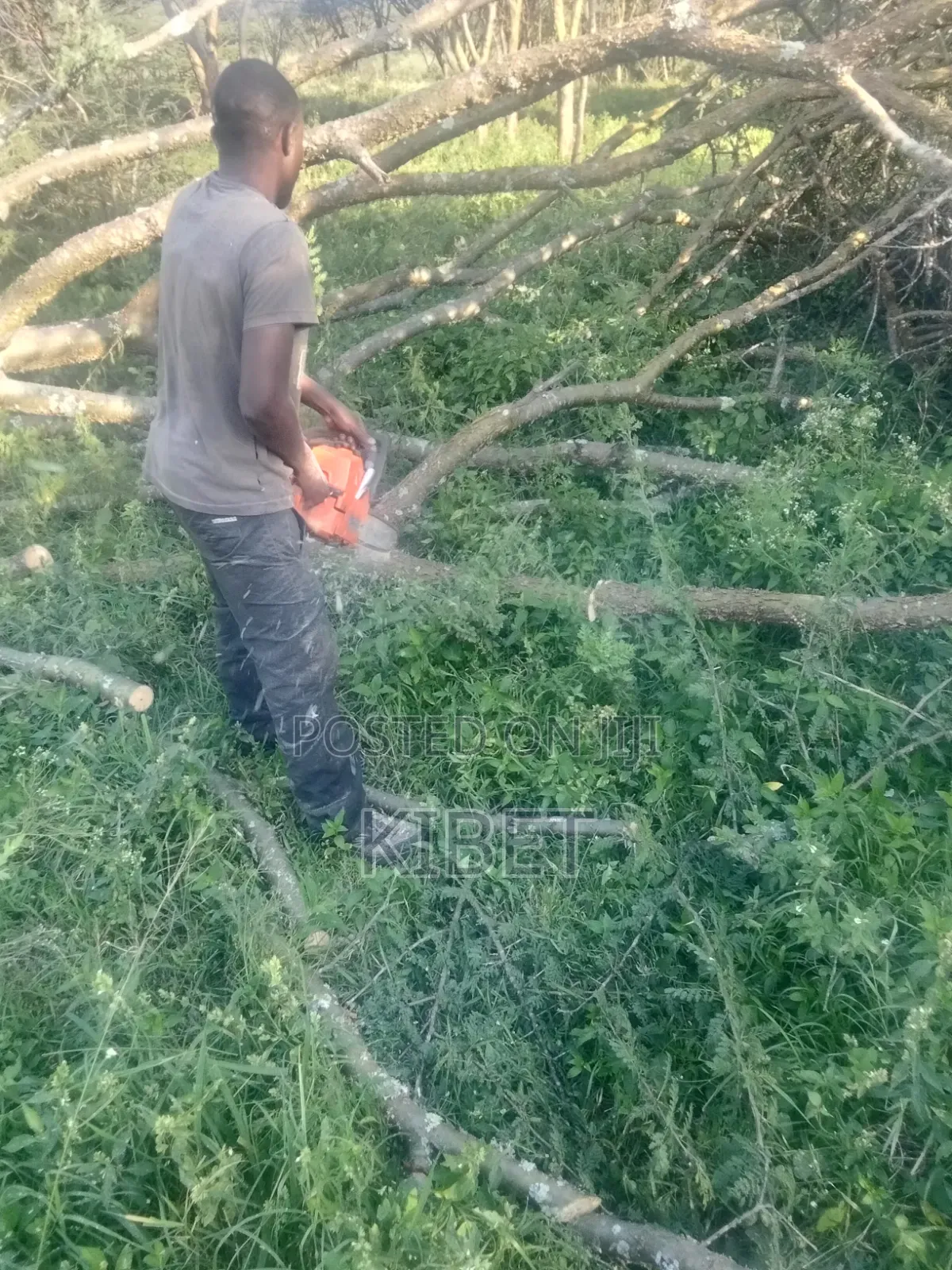 Tree Service