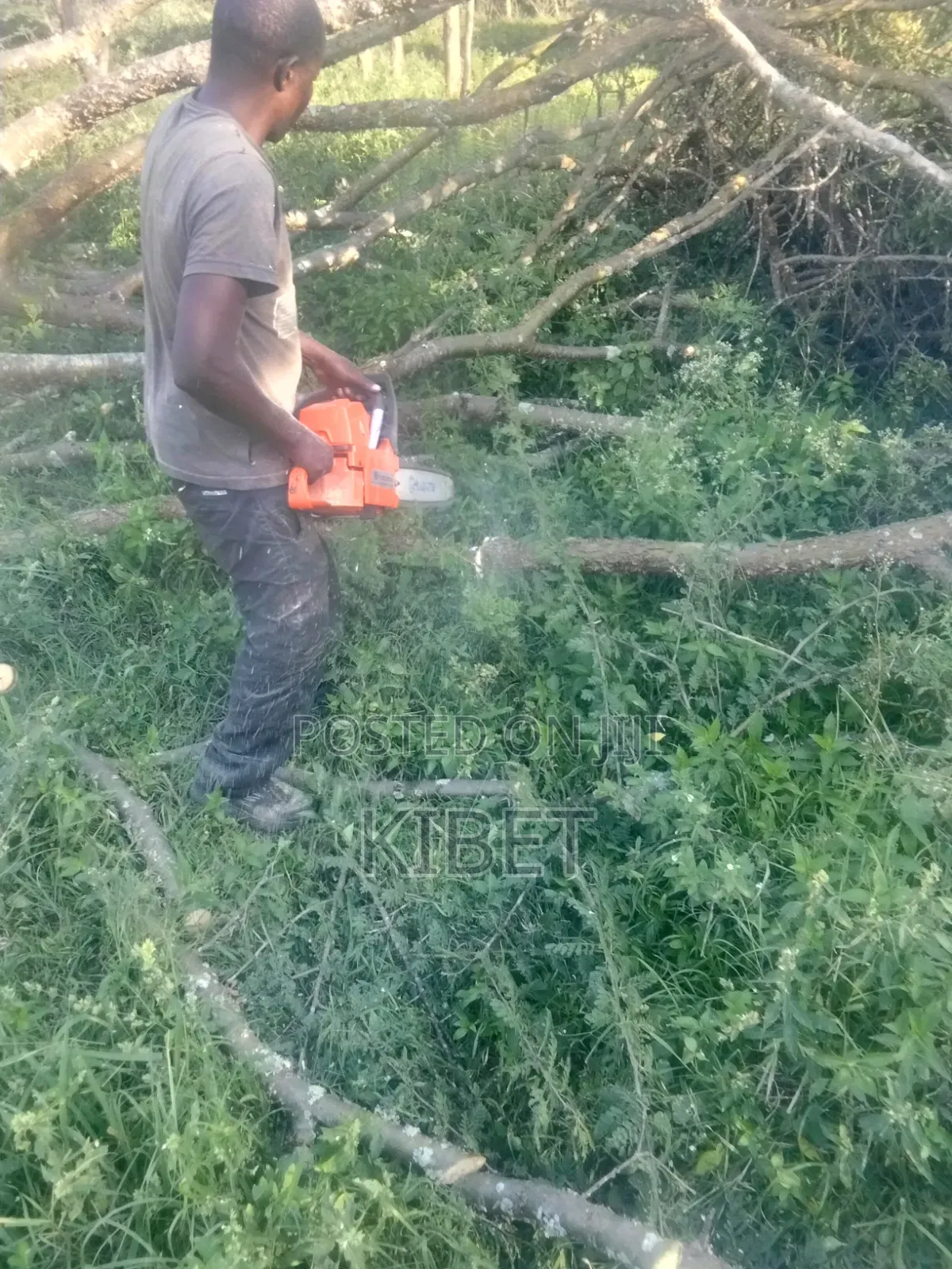 Tree Service