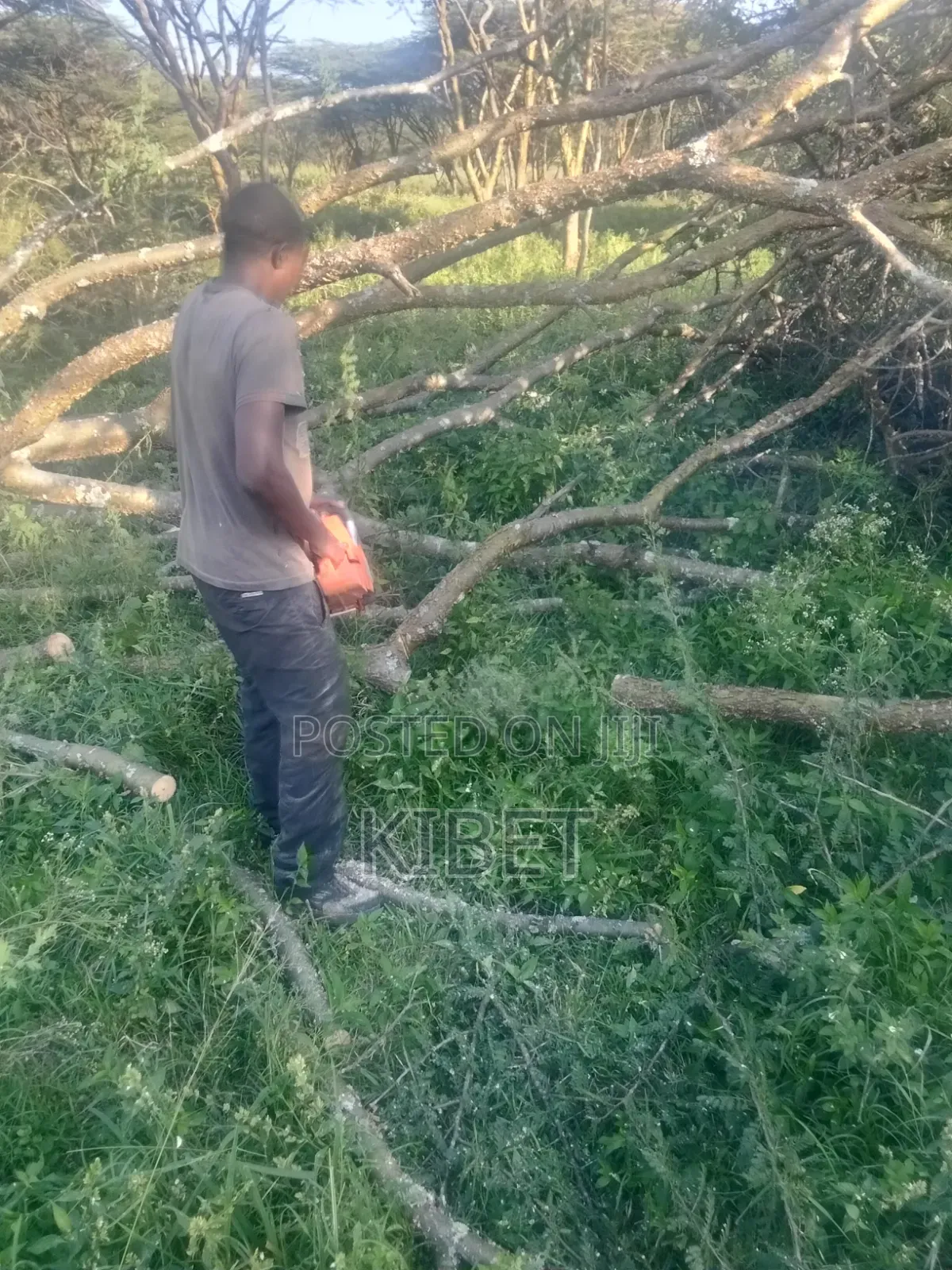 Tree Service