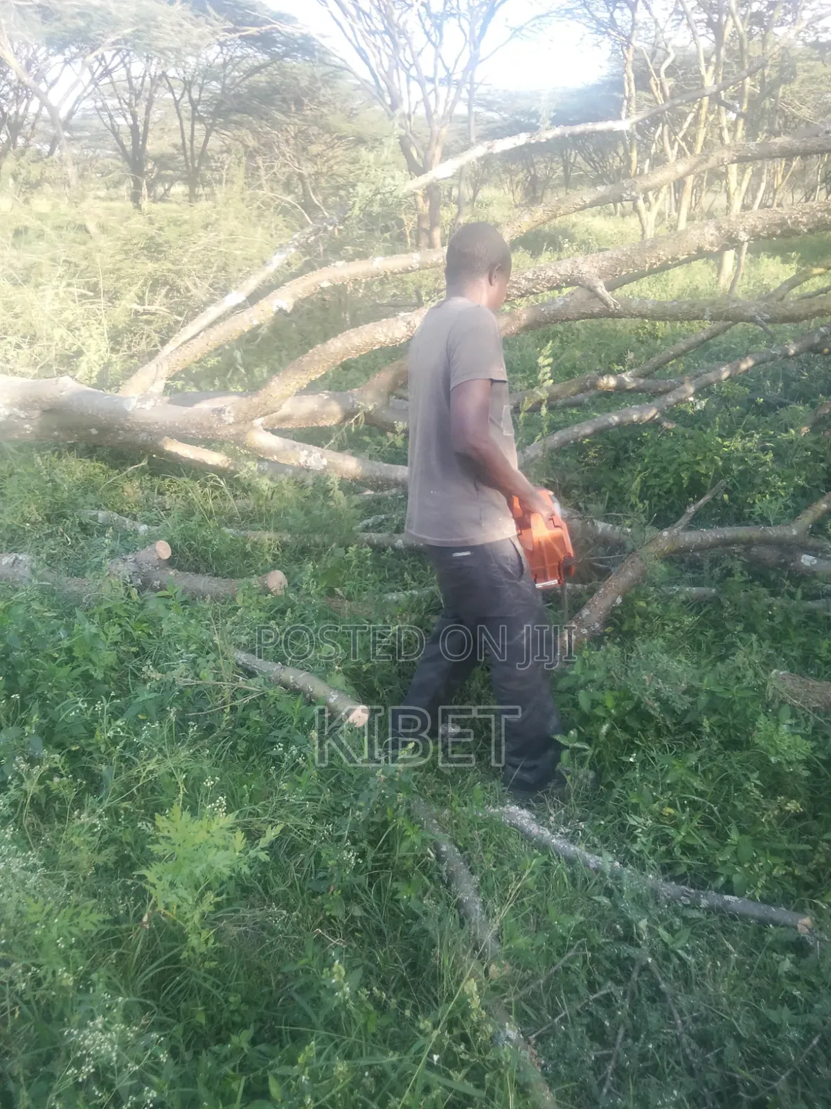 Tree Service