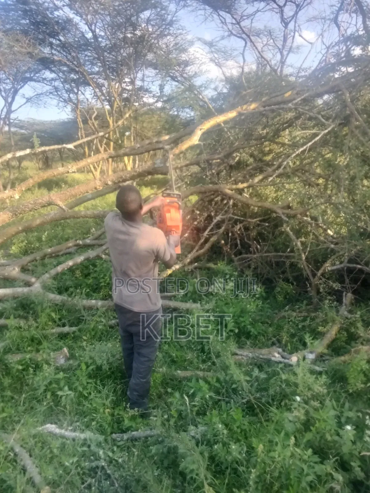 Tree Service
