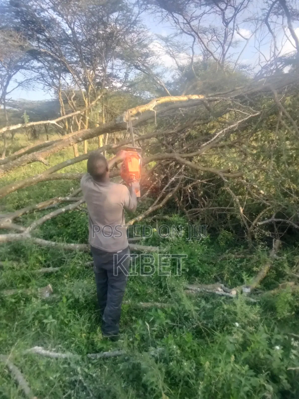 Tree Service