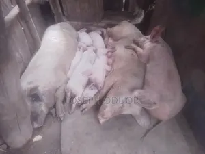 Smart Pigs