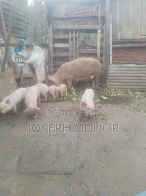 Smart Pigs - thumbnail 3