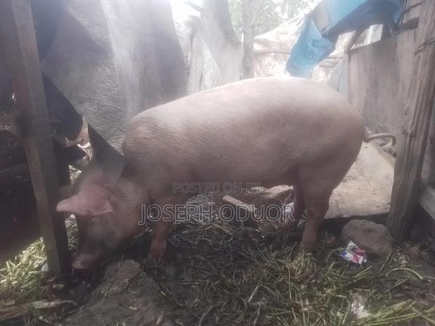 Smart Pigs - thumbnail 5
