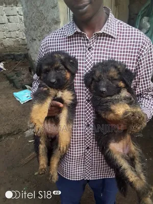 1-3 months Male Purebred German Shepherd