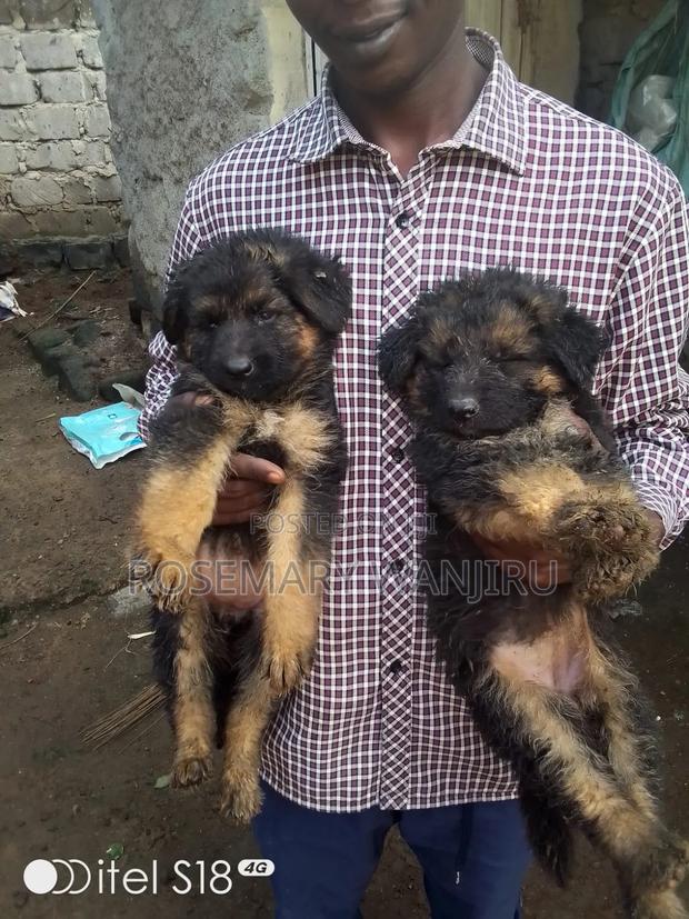 1-3 months Male Purebred German Shepherd