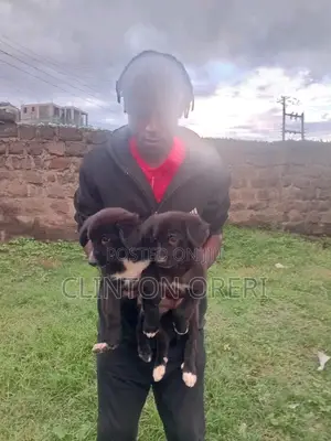 1-3 months Male Mixed Breed Belgian Malinois