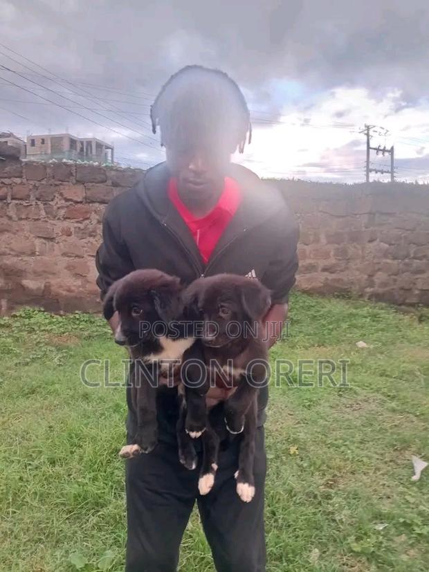 1-3 months Male Mixed Breed Belgian Malinois