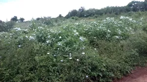 Land for Sale at Makueni Makindu