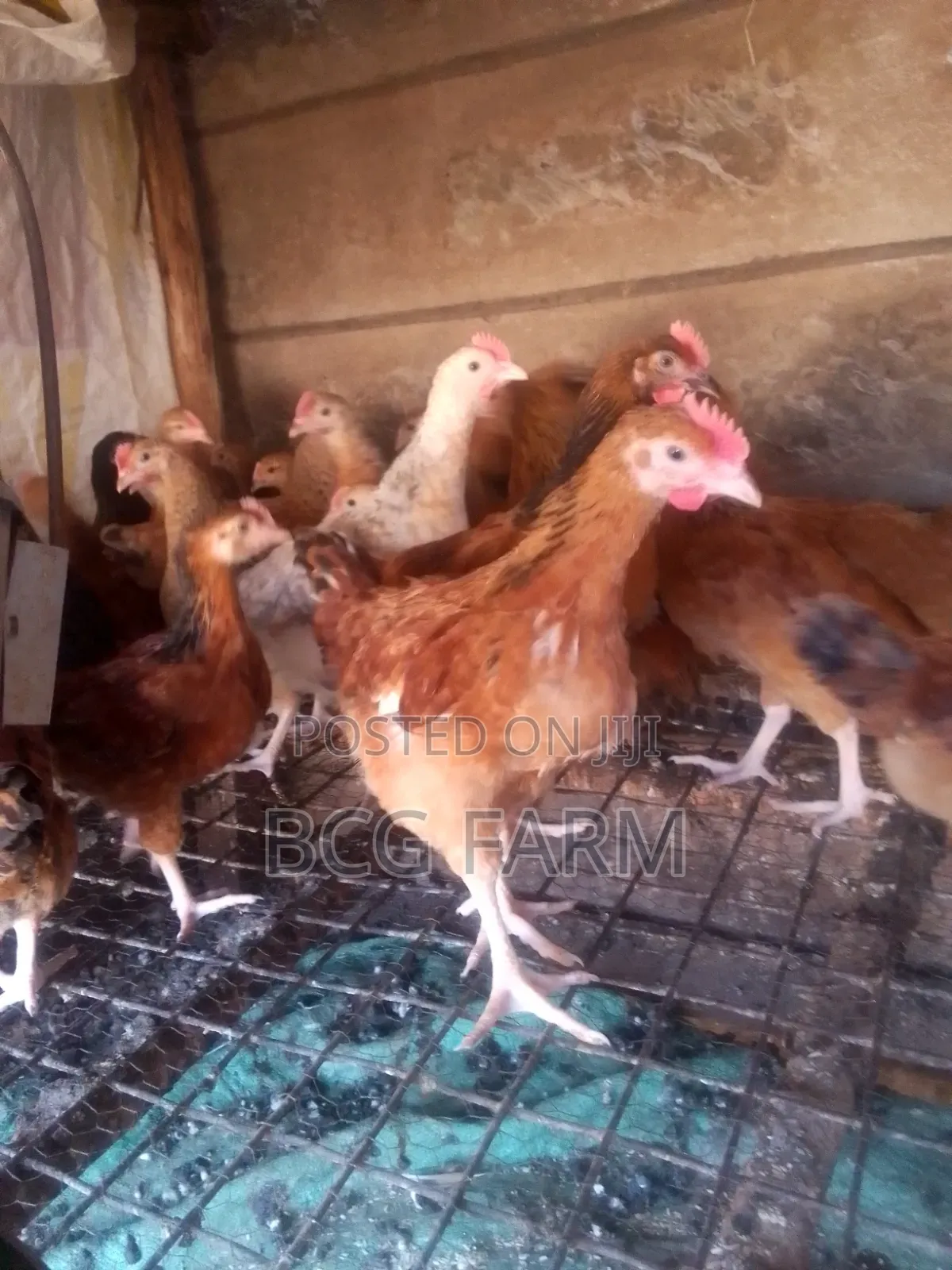 Improved Kienyeji F1chicks(Sasso,Kenbro, Rainbow Etc