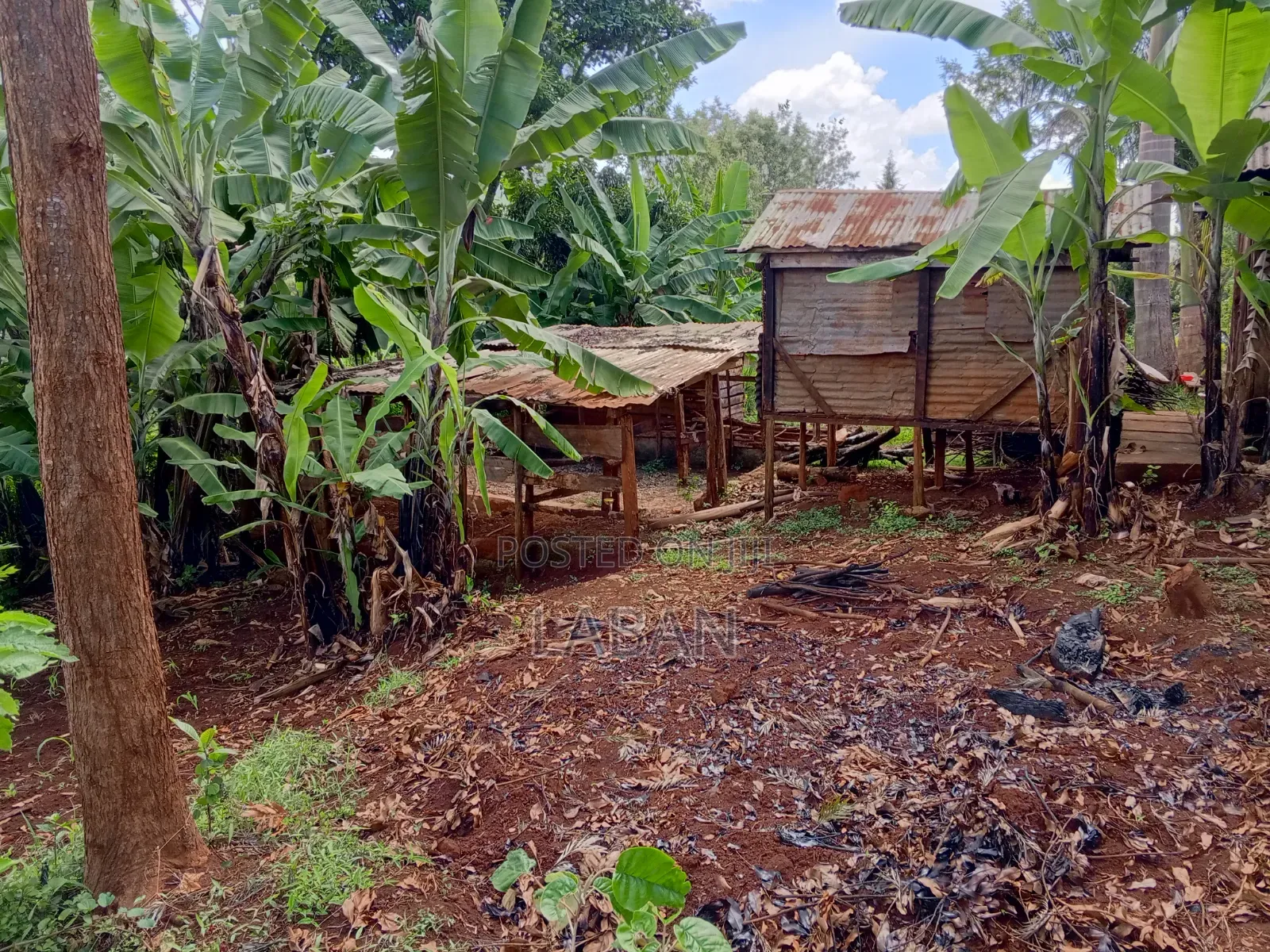 Maragwa (Kaharo)