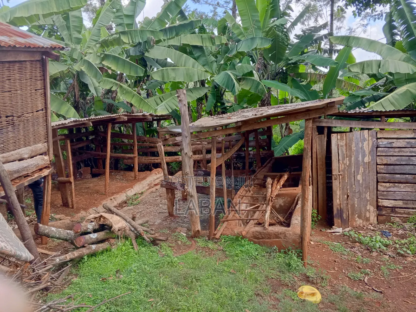 Maragwa (Kaharo)