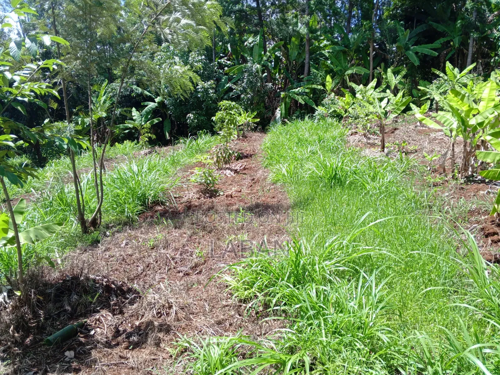 Maragwa (Kaharo)