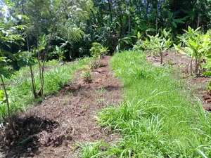 Maragwa (Kaharo)