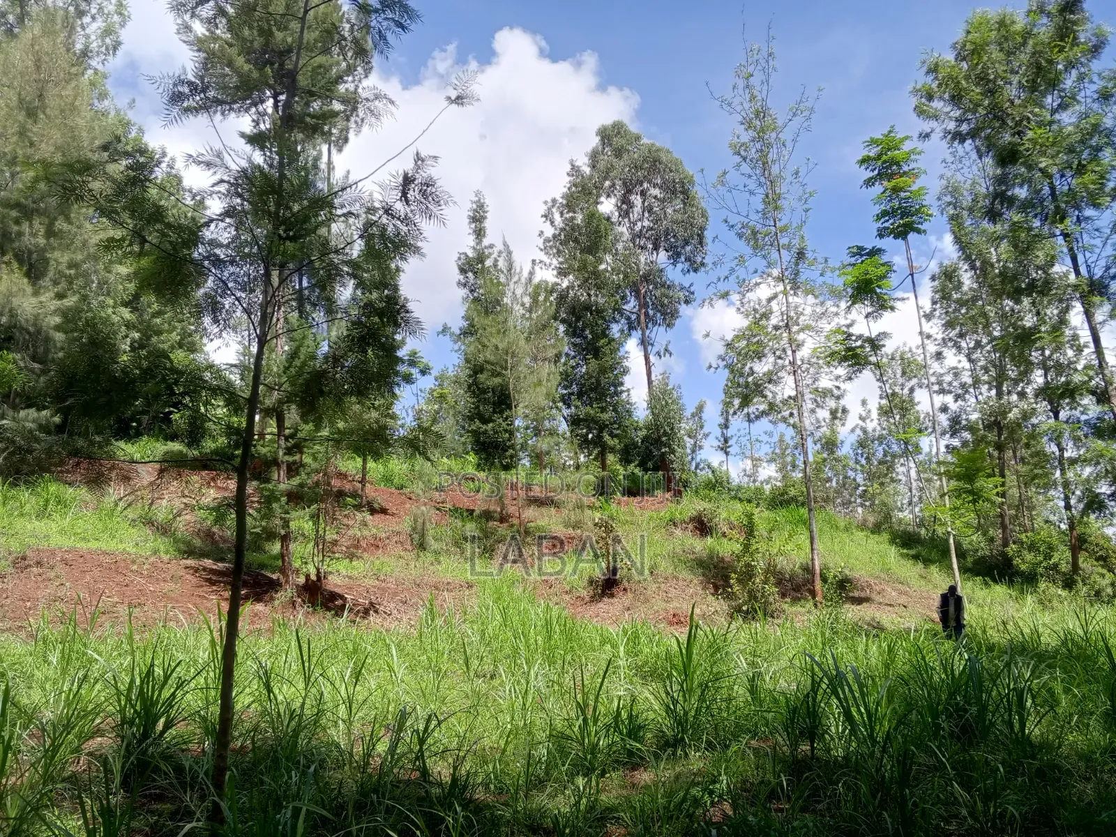 Maragwa (Kaharo)