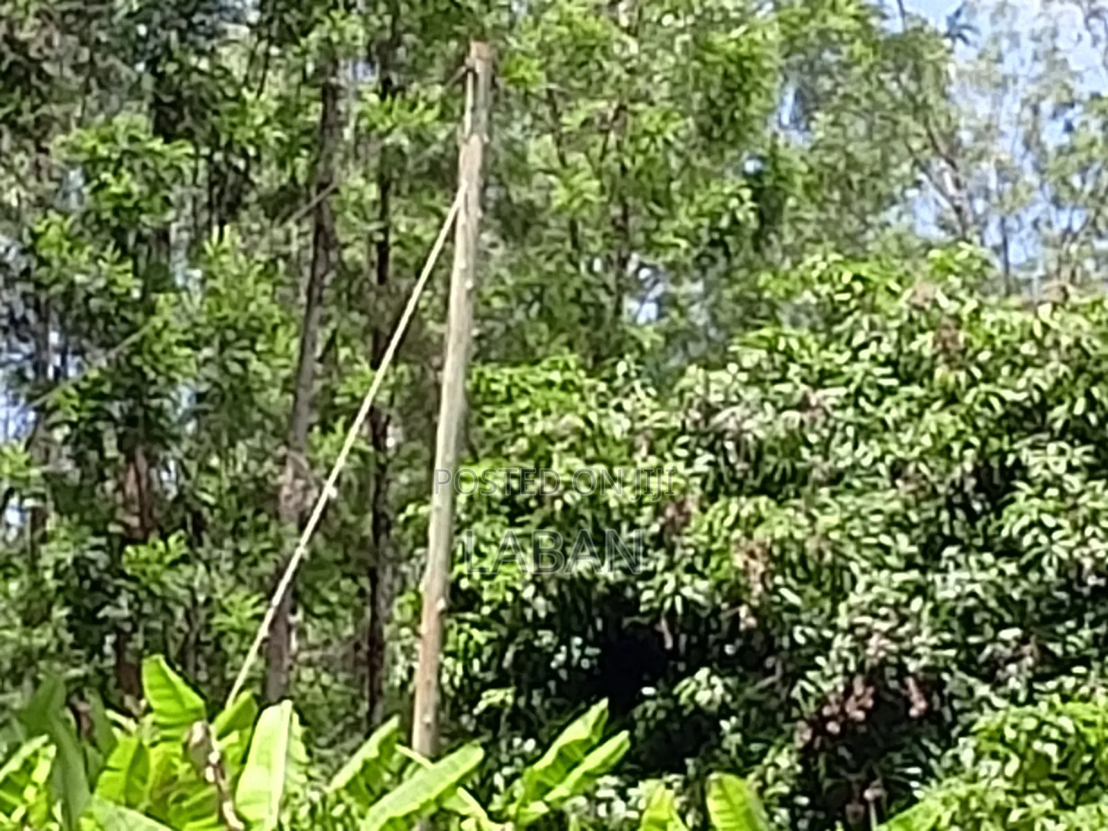 Maragwa (Kaharo)