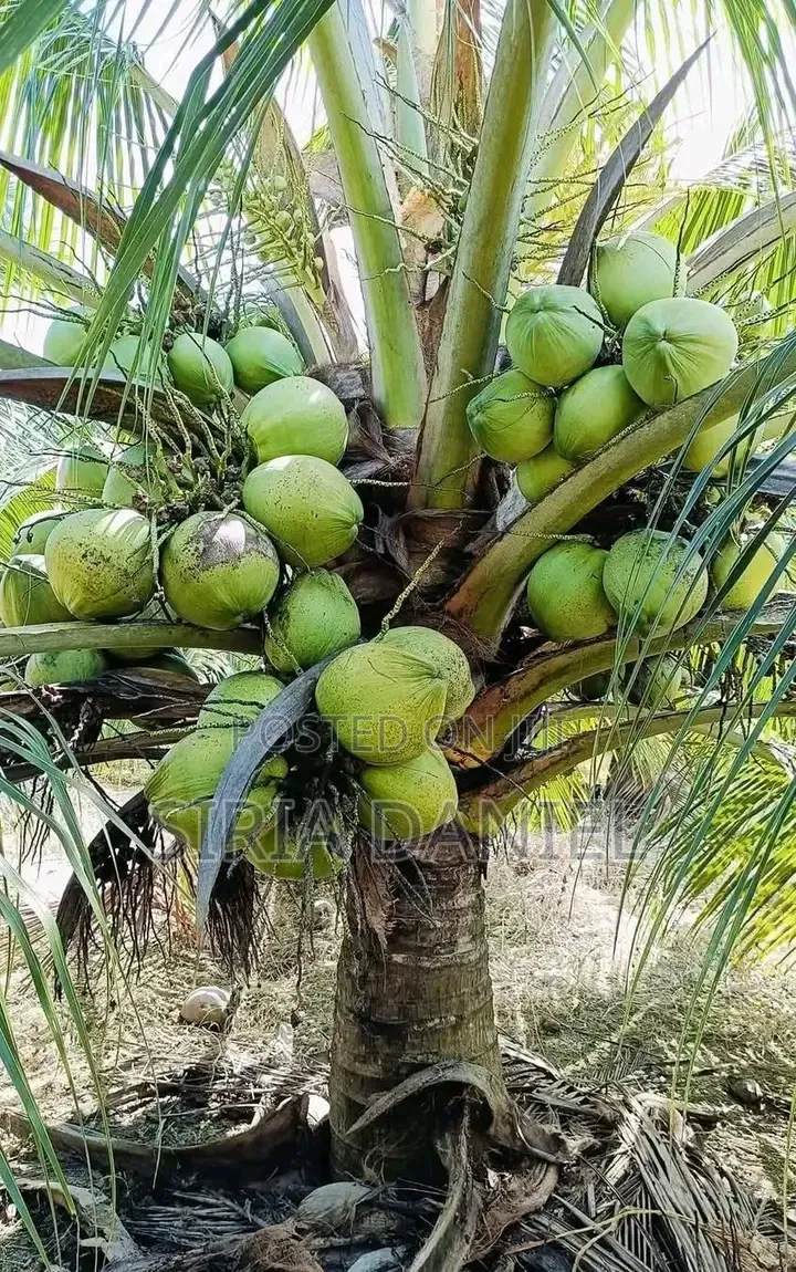 Coconut Seedlings