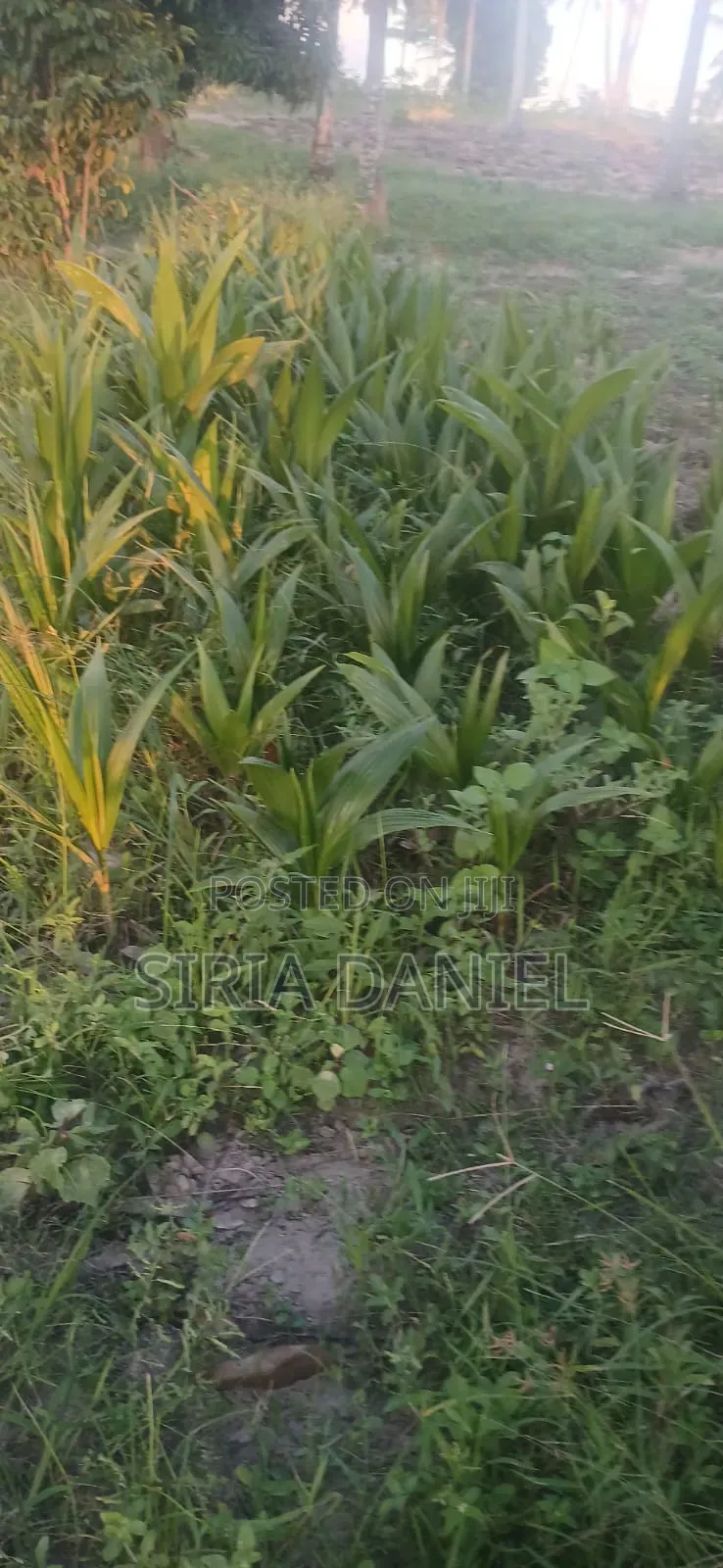 Coconut Seedlings