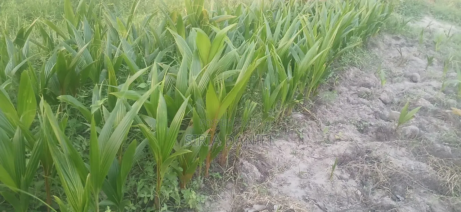 Coconut Seedlings