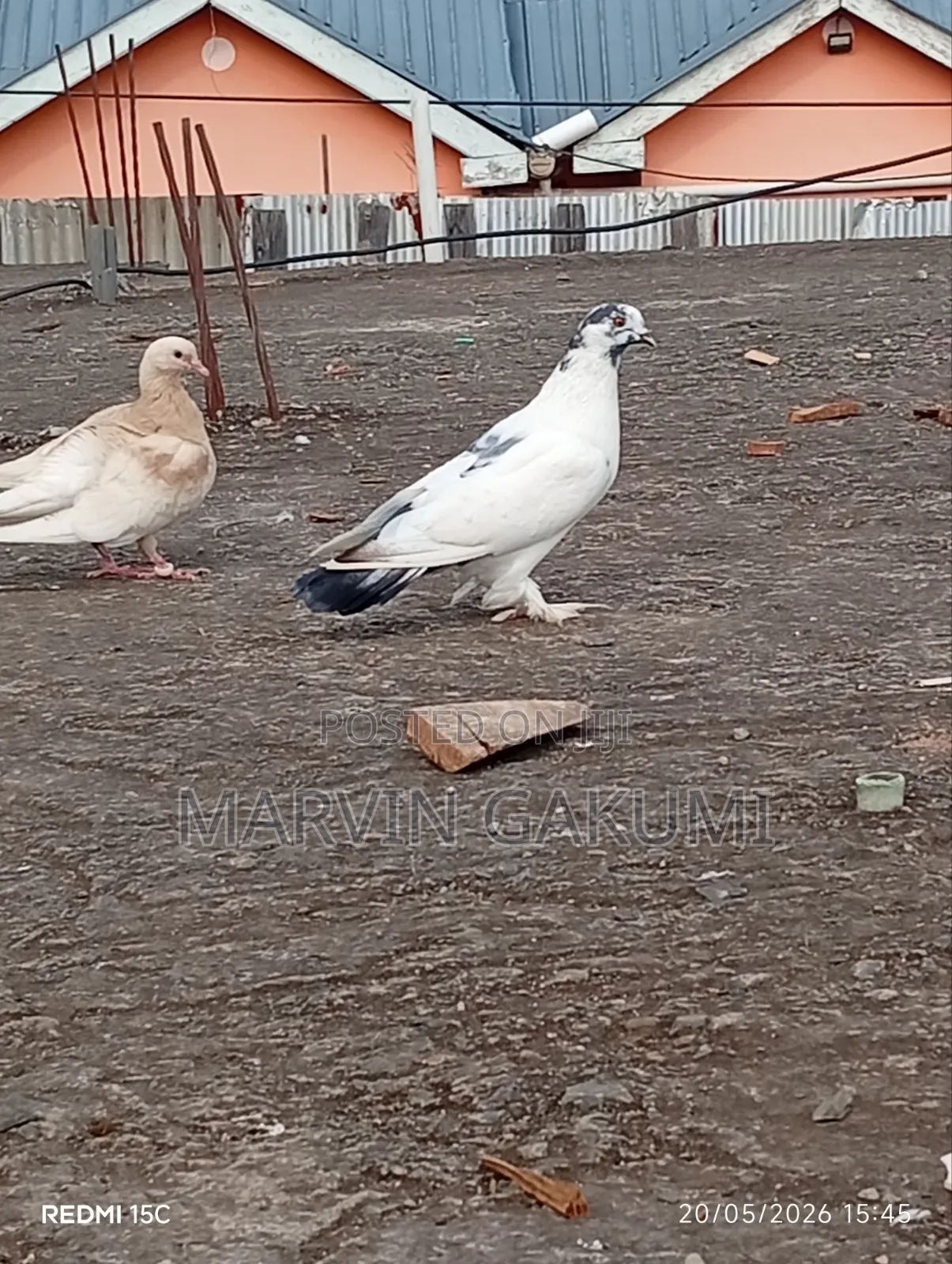 Homing Pigeons