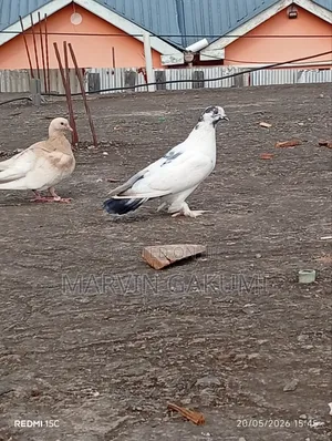 Homing Pigeons