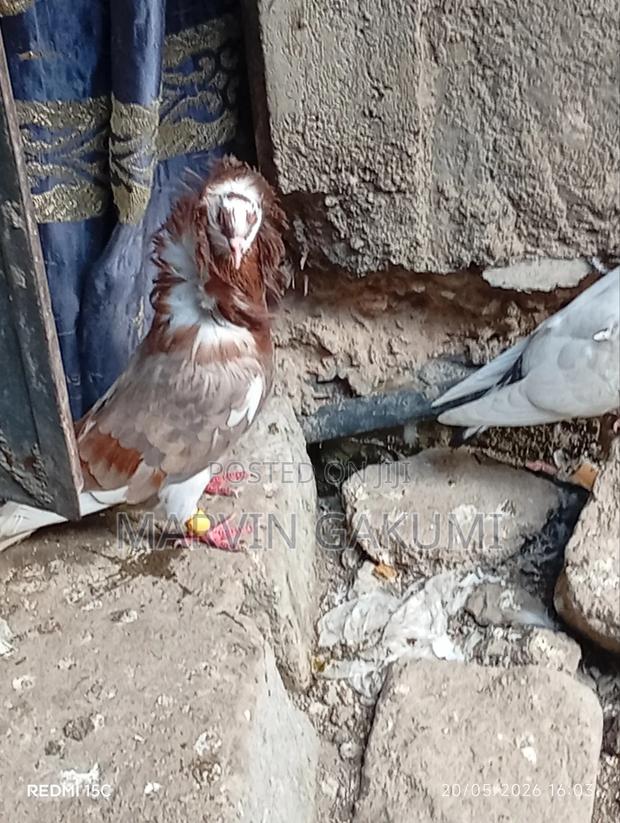 Homing Pigeons - thumbnail 5