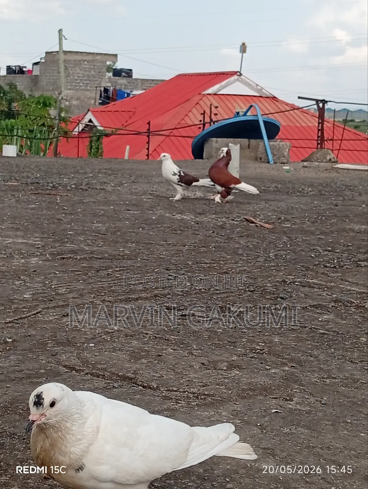 Homing Pigeons