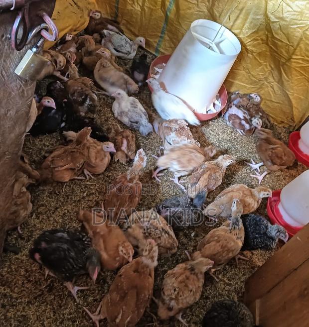 Sasso Chicks - main view