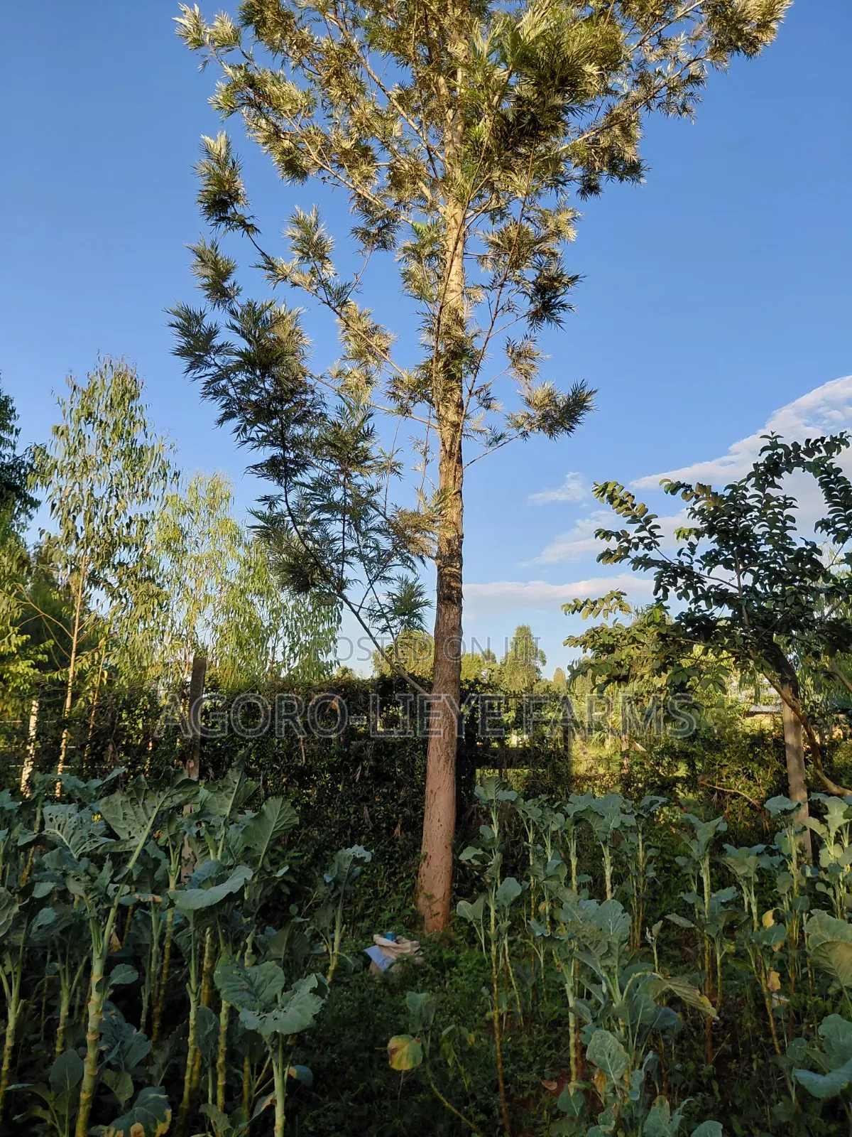 Grevillea Hardwood Tree