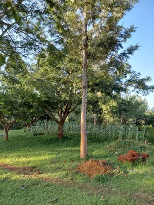 Grevillea Hardwood Tree
