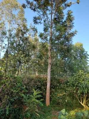 Grevillea Hardwood Tree