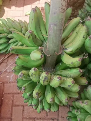 Banana(Green) /Ndizi
