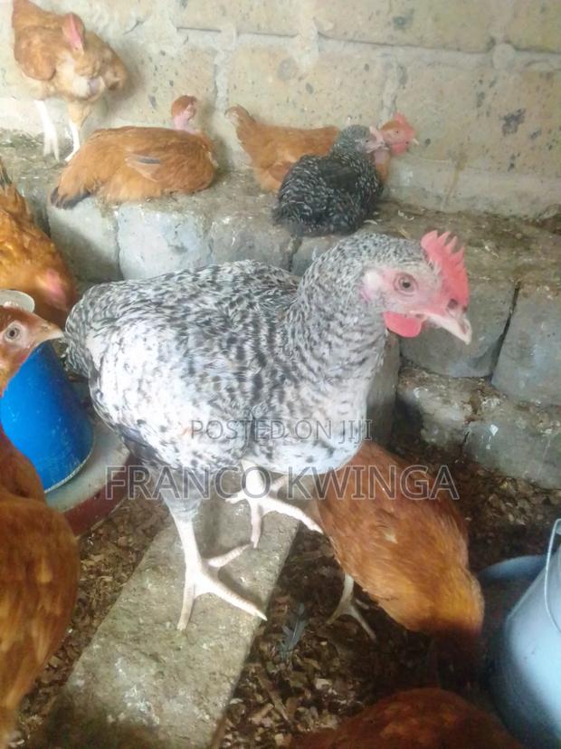 Mature Improved Kienyeji Chicken