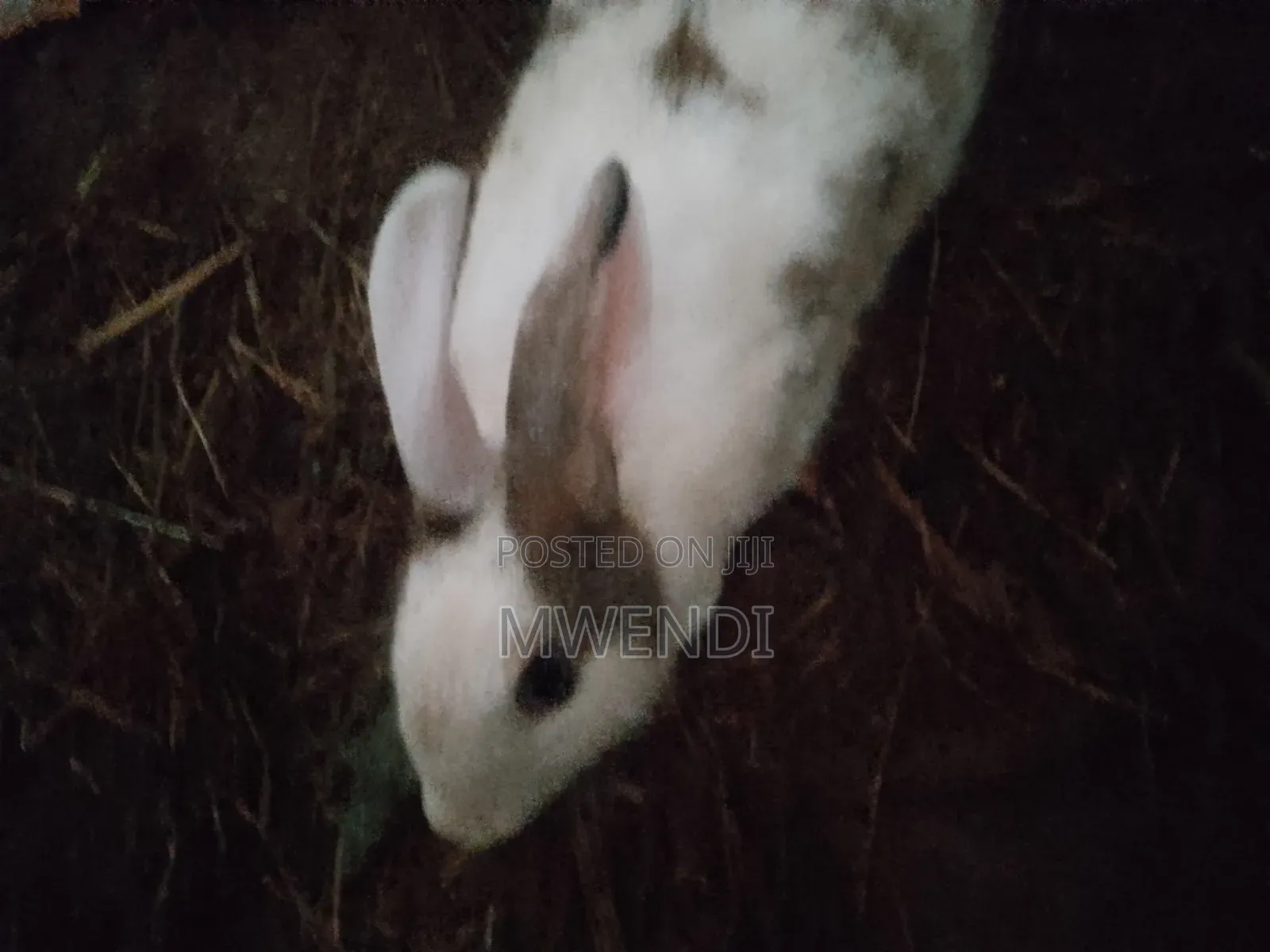 Rabbit for Sale