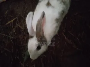 Rabbit for Sale