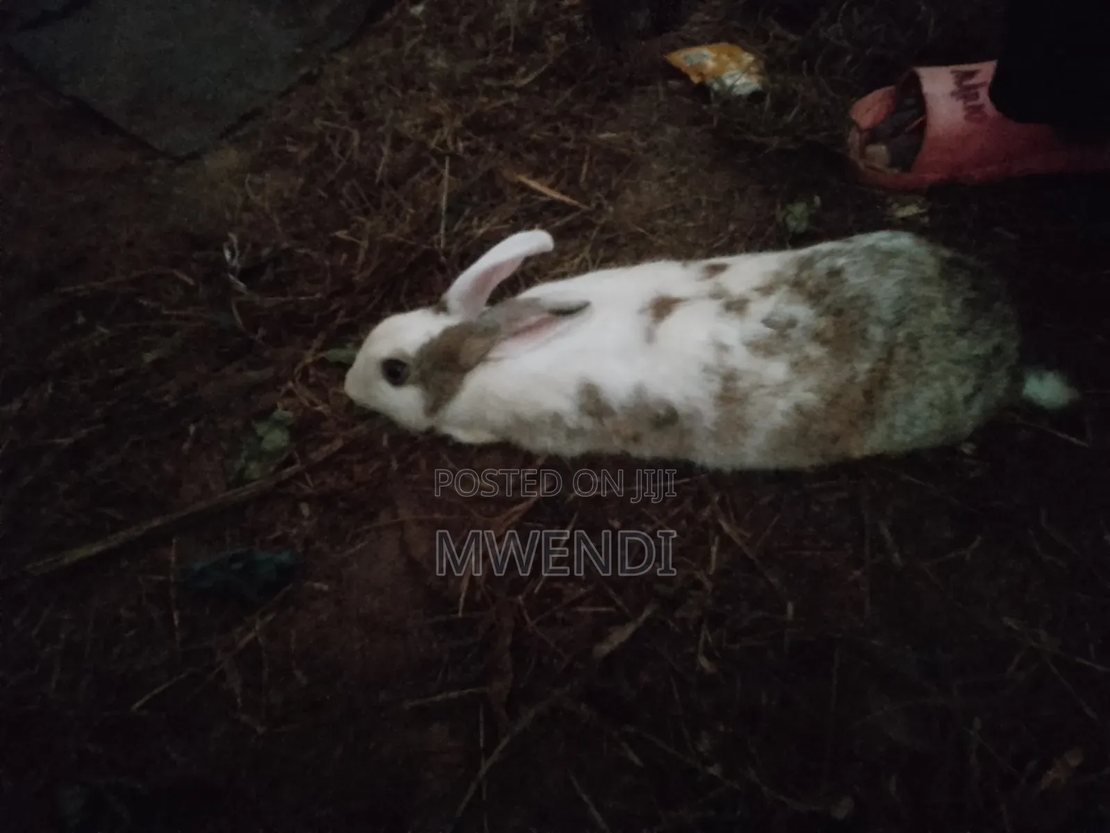 Rabbit for Sale