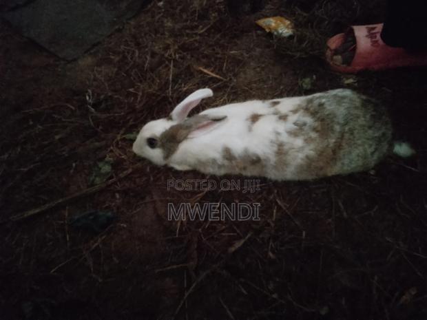 Rabbit for Sale - thumbnail 2