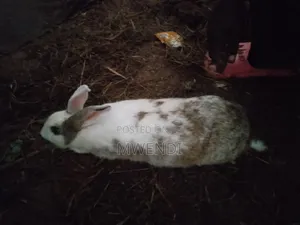 Rabbit for Sale