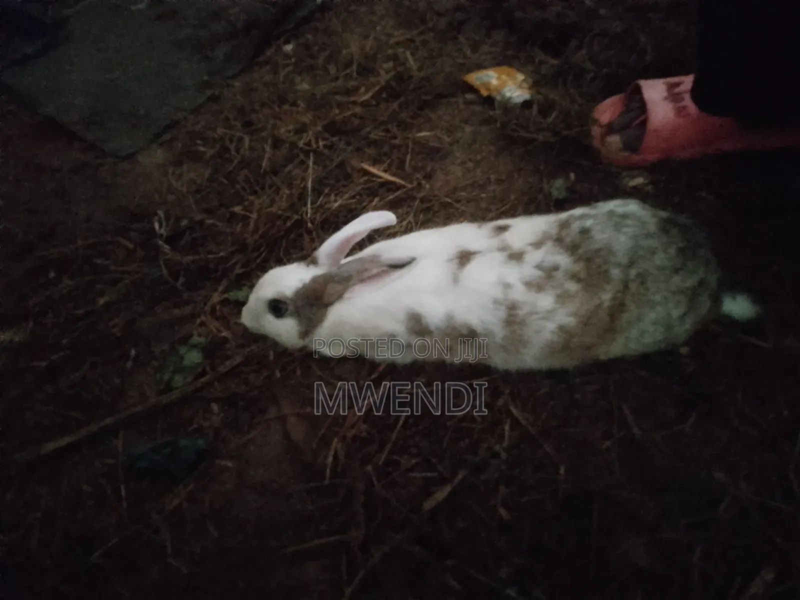 Rabbit for Sale