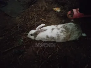 Rabbit for Sale