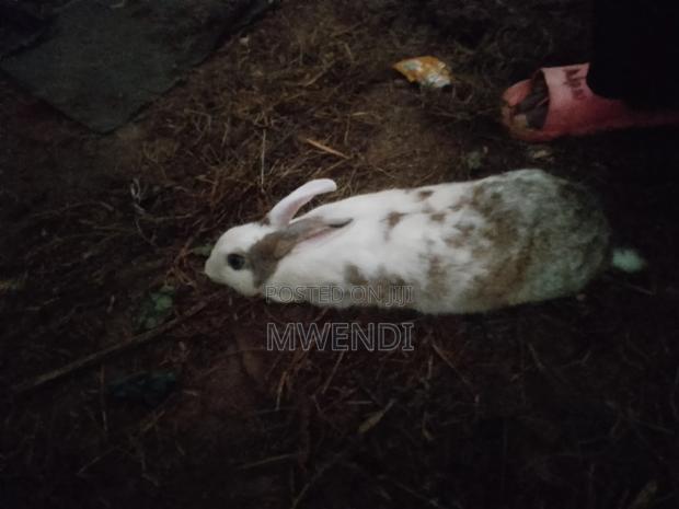 Rabbit for Sale - thumbnail 4