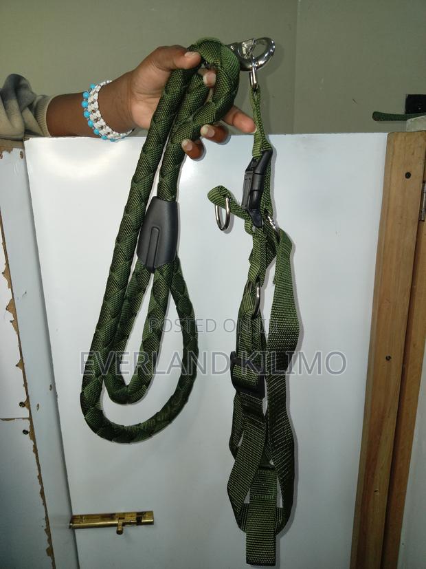 Green Dog Leash and Harness