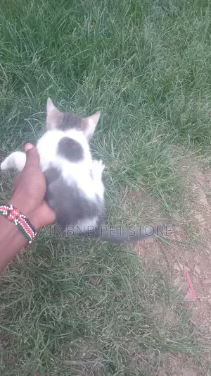 1-3 months Female Mixed Breed American Shorthair