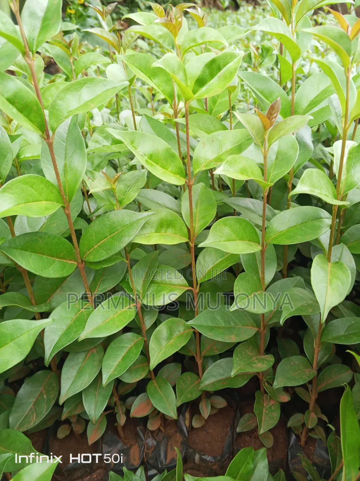 Japonica Hedge Seedlings