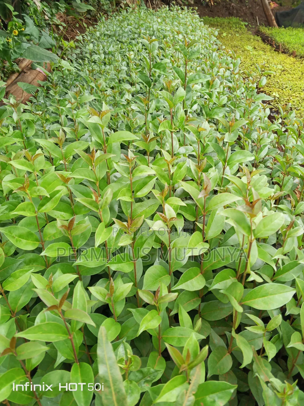 Japonica Hedge Seedlings