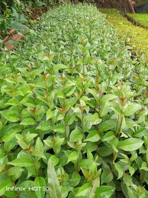 Japonica Hedge Seedlings